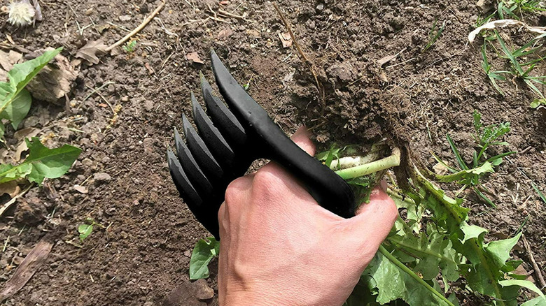 A person uses a black Bear Paw Cultivator Claw to dig up dandelions