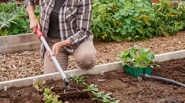 A person uses a Corona ComfortGEL Extended Reach tool to rake a raised bed