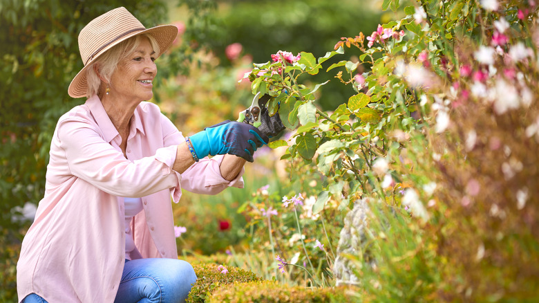 An elderly lady wearing a straw hat prunes a flowering plant