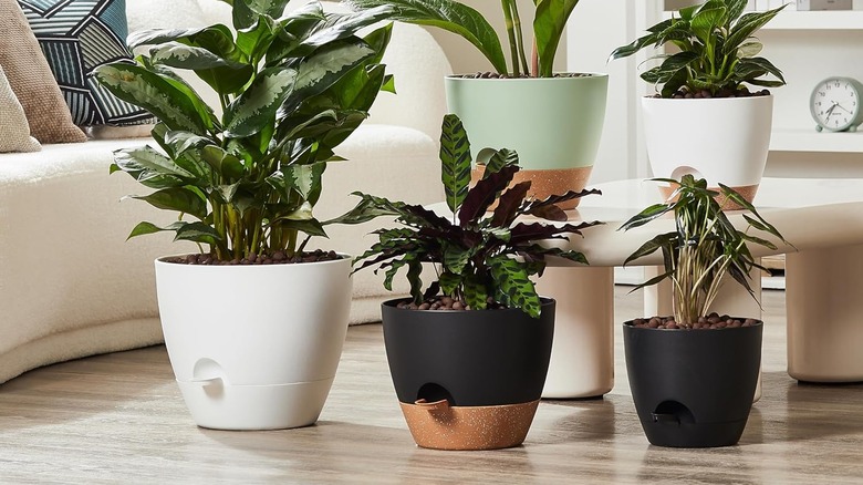 A selection of self-watering planters are filled with lush houseplants