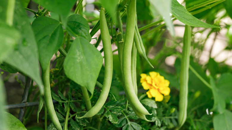 Bush beans growing in a garden