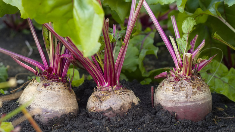 Row of beets in a garden