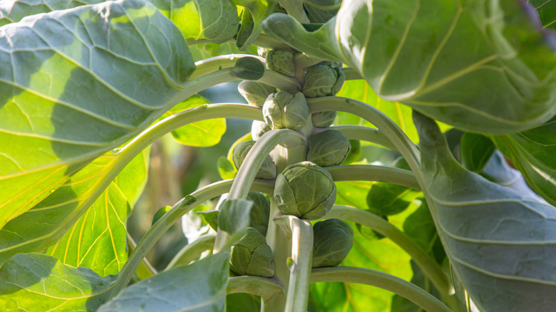 Sprouts growing in a garden