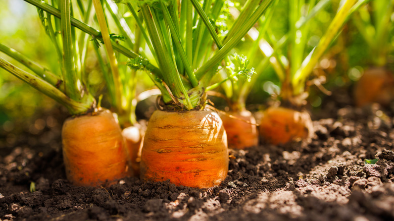 Carrots growing in a garden