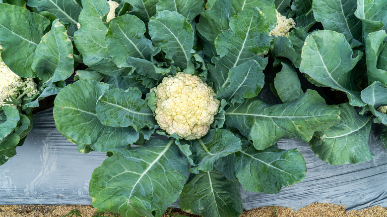 Cauliflowers in a garden