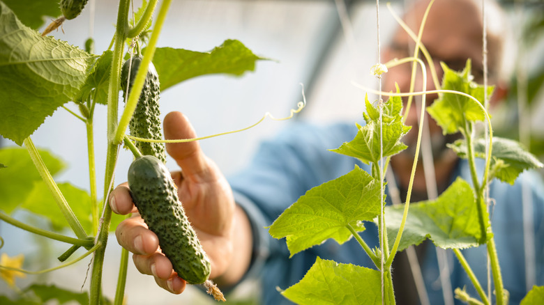 Gardener growing cucumbers