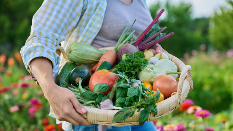 Gardener carrying fresh vegetables grown in the garden