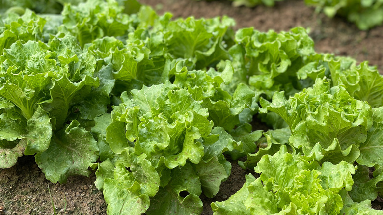 Lettuce growing in rows in a garden