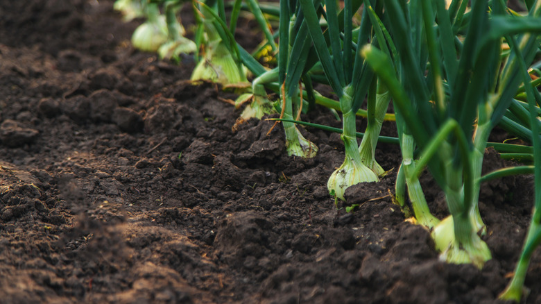 Onions growing in a garden