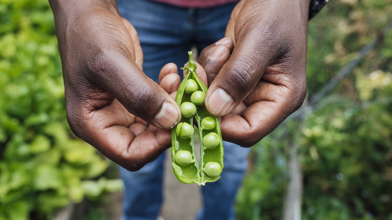 Hands holding fresh peas grown in a garden