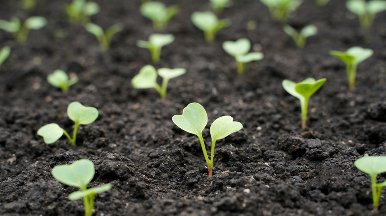 Radish seedlings in a garden