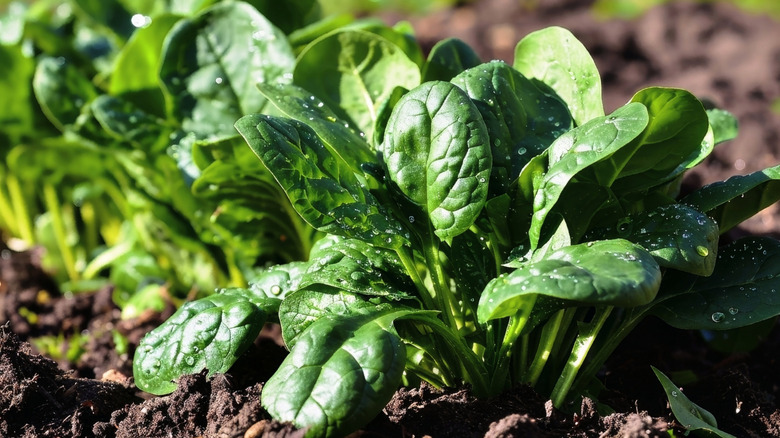 Spinach growing well in a garden