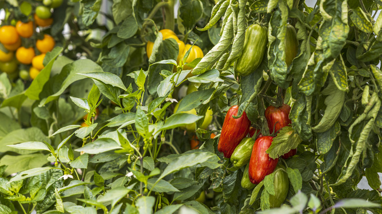 Tomatoes and peppers growing in a garden