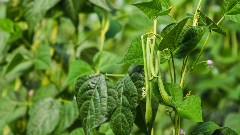 Beans growing in a garden