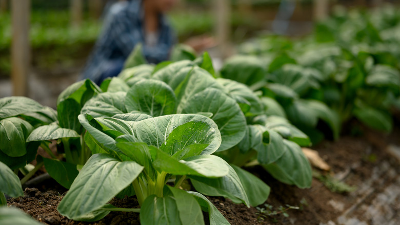 Bok choy plants growing in a garden