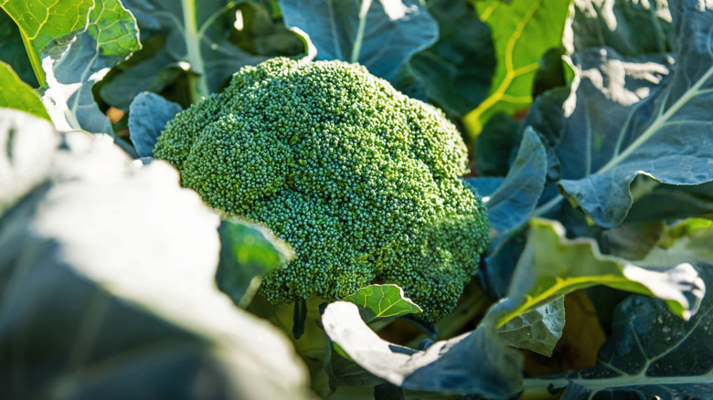 Broccoli growing in a vegetable garden surrounded by large leaves