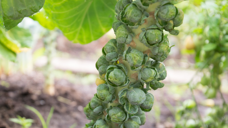 Brussels sprouts growing on a farm