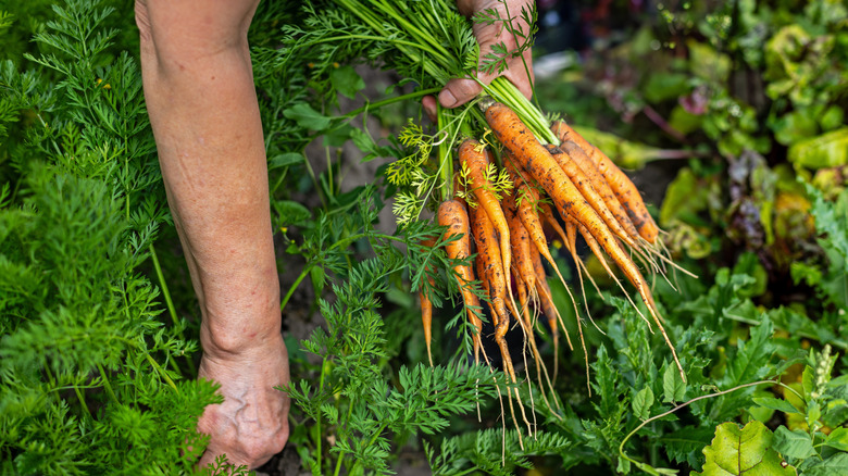Person harvesting carrots in a garden