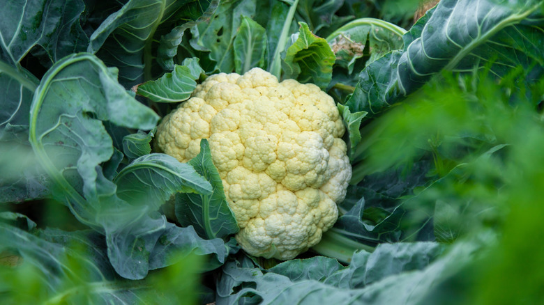 A close-up view of cauliflower growing