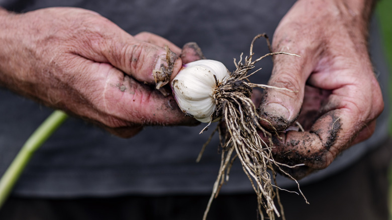 A farmer harvesting garlic