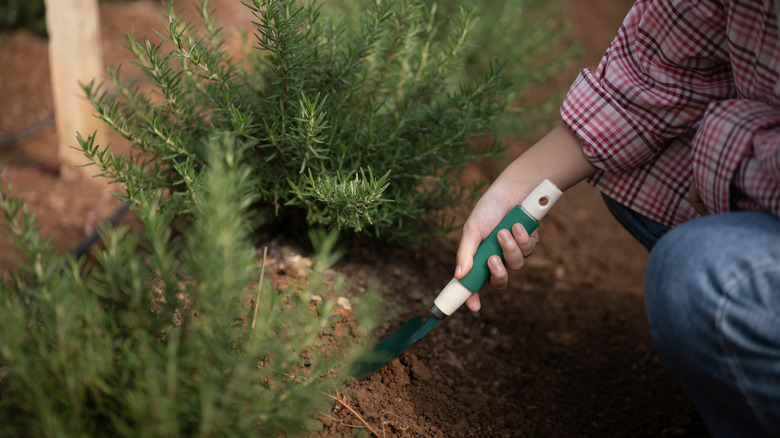 A person digging near rosemary bushes