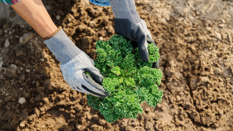 A gardener holding kale that's growing in the garden