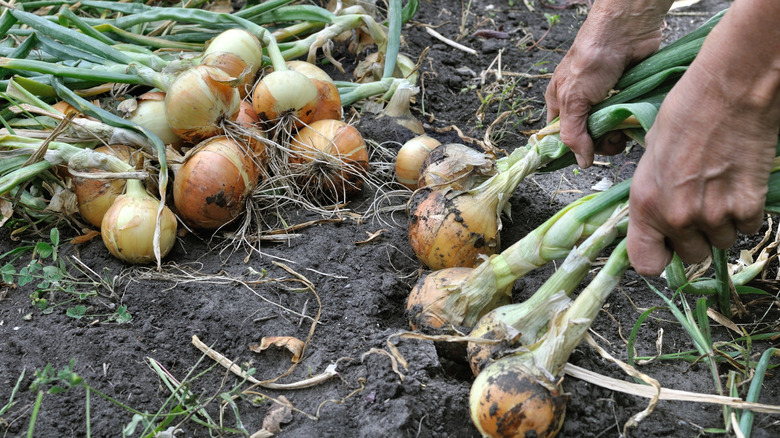 Onions being harvested in the garden by the bunch