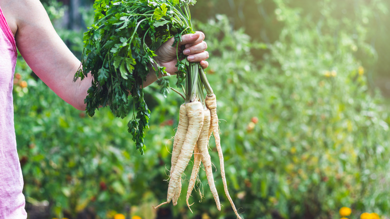 Parsnips being harvested in garden