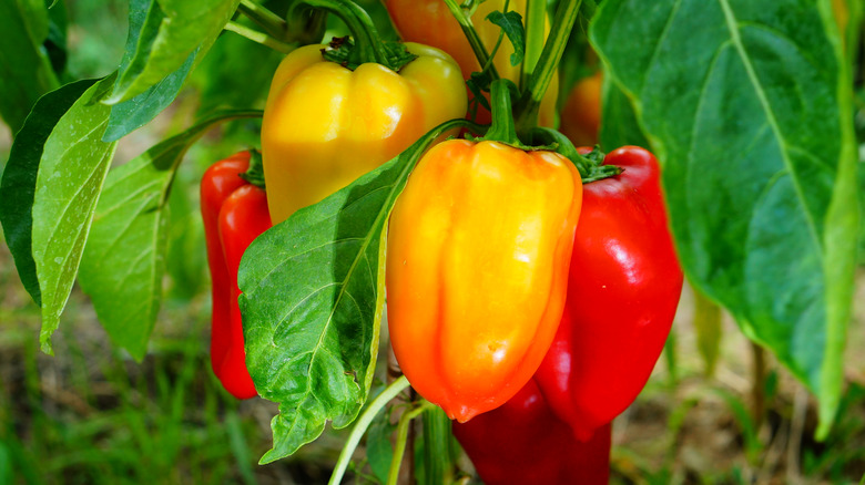 Ripe multi-colored peppers growing outdoors