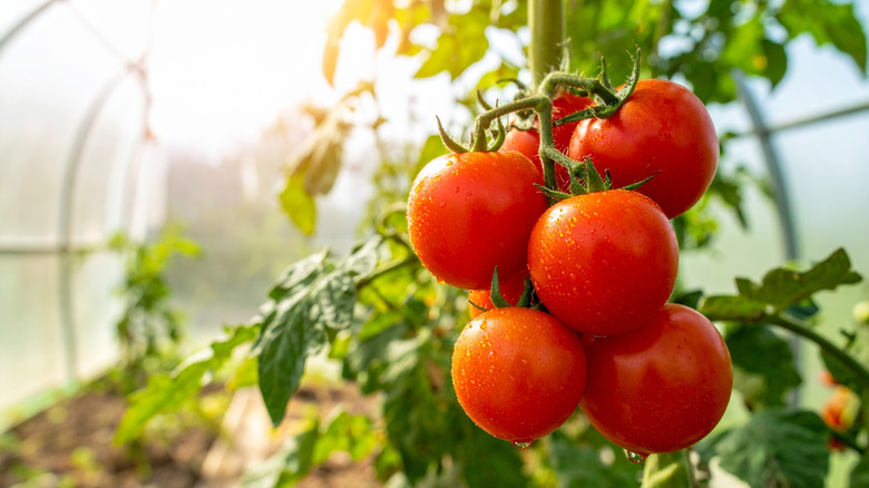 Bright red tomatoes growing in a greenhouse