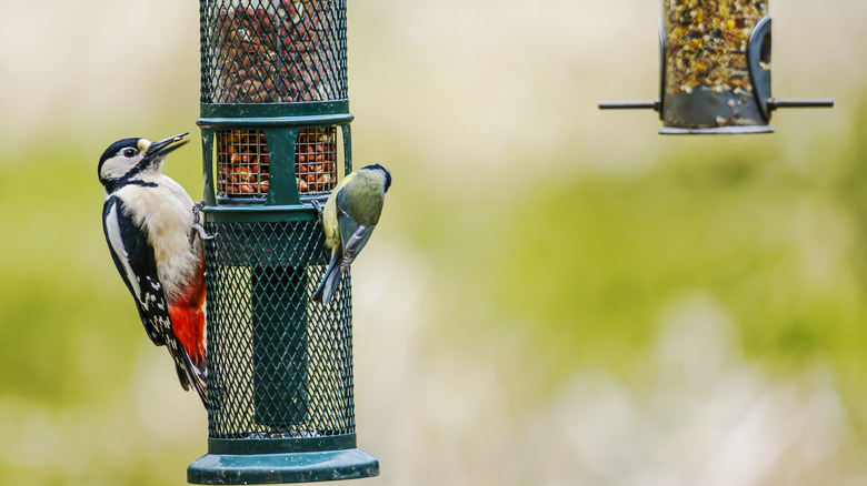Two different bird species feeding from a tree-hung bird feeder