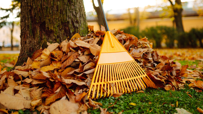 A pile of raked autumn leaves against a tree with a rake