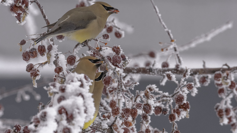 Birds perched on a berry-fruiting bush