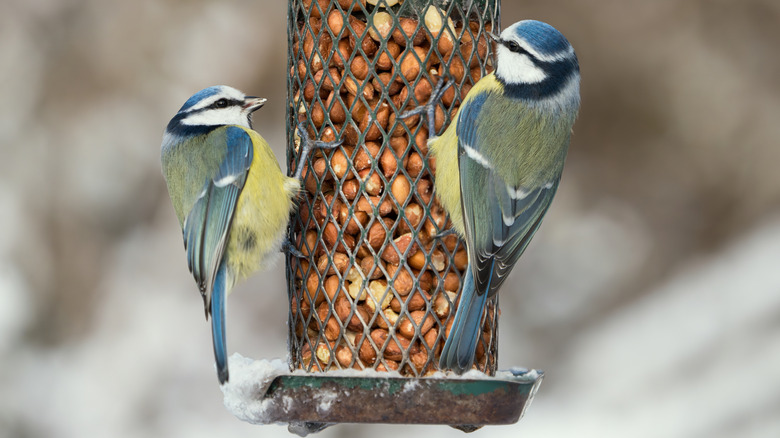 Two birds clinging to the mesh of a well-stocked bird feeder