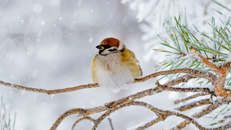 A fluffy sparrow perching on a branch in the winter