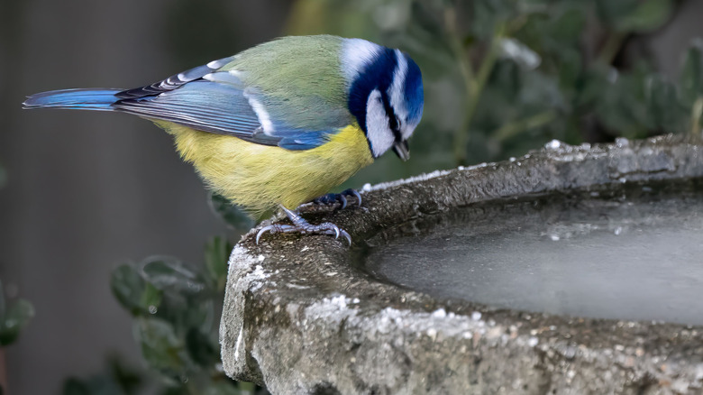 A bird perched on the edge of an icy bird bath