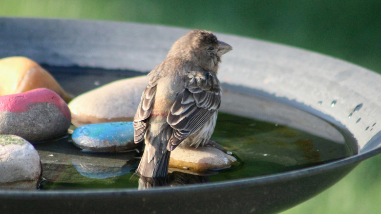 A bird perched on the rocks inside a bird bath