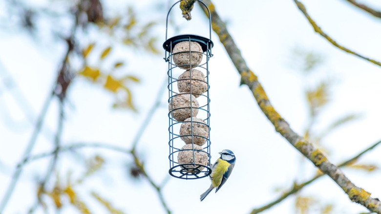 A bird feeder filled with suet balls, high in a tree