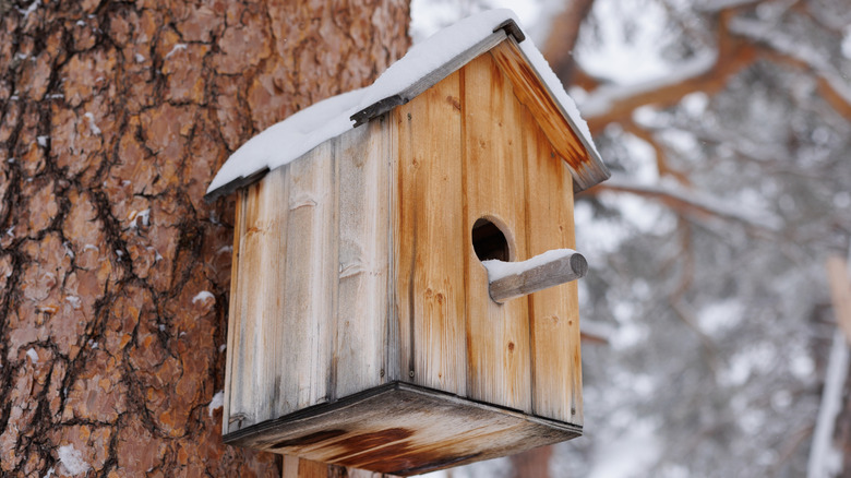 A tree-hung bird house, covered with snow
