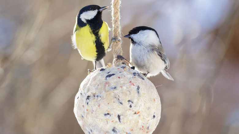 Little birds feeding from a hung suet ball