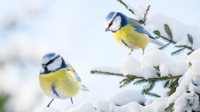 Birds perching on branches of a conifer in the winter