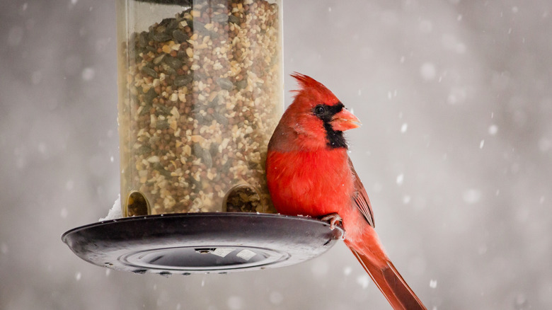 A cardinal perching on a bird feeder on a snowy winter's day