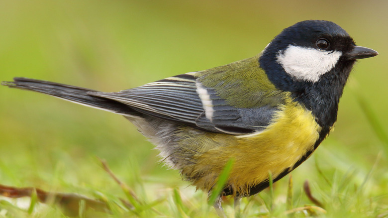 A bird standing on grass