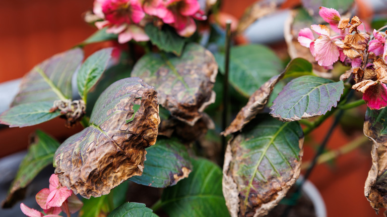 Brown sun scorched leaves on a plant