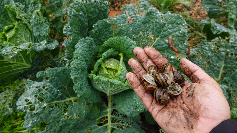 A gardener's hand holding snails picked from cabbage plant
