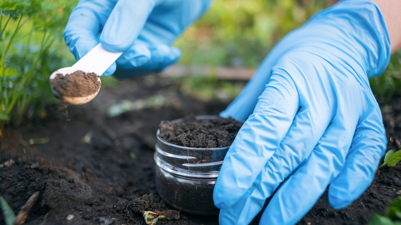 A person with blue gloves collecting a soil sample