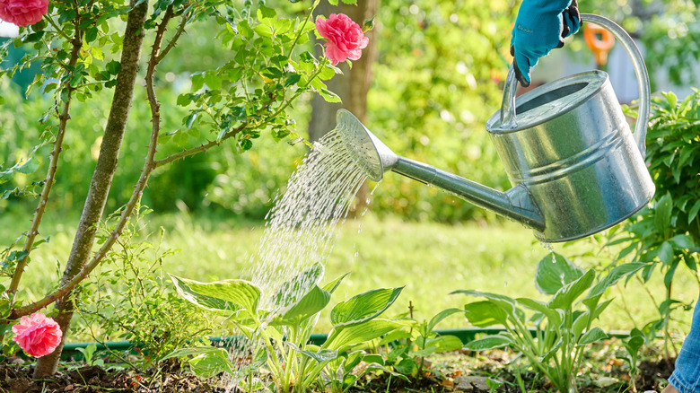 A gardener watering a rose bush