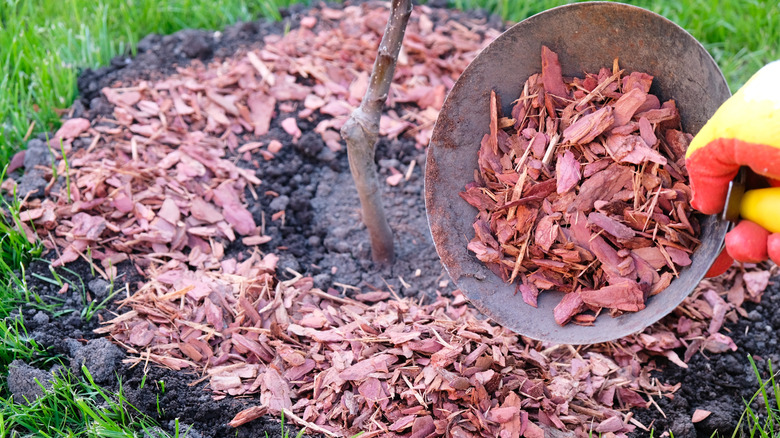 A gardener applying red mulch around the base of a tree