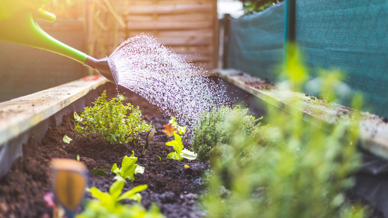 A gardener using a gardening can on plants in a raised bed