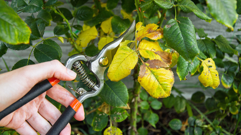 A gardener pruning a stem with yellow leaves